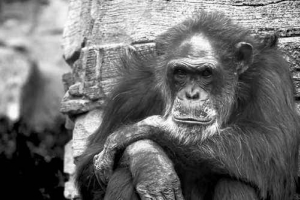 Які тварини мають найбільшу тривалість життя? Які тварини мають найбільшу тривалість життя?